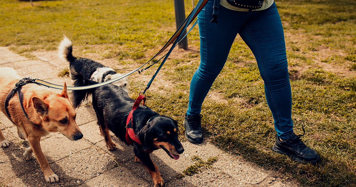 https://www.petbusinessinsurance.co.uk/img/0-featured-professional-dog-walker-taking-three-dogs-for-a-walk.jpg
